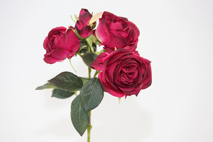 Роза PINK GARNET